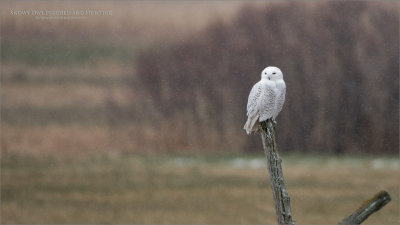 Snowy owl on a post