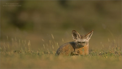 Bat-eared fox in Tanzania