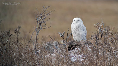Snowy Owl - Swarovski Spotting scope