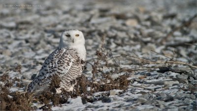 Shoreline Snowy Owl