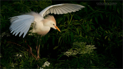 Cattle Egret in Florida