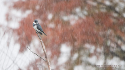 Belted Kingfisher in the Rain