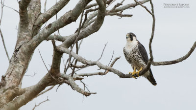 Peregrine Falcon in Florida