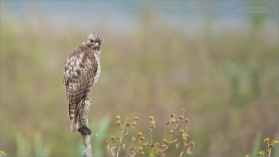 Juvenile red shouldered hawk