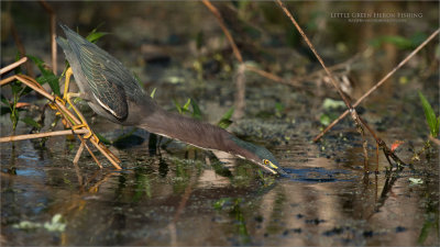 Little Green Heron Fishing