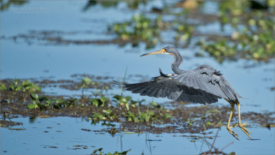 Tricolored Heron in Flight