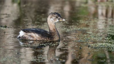 Pied-billed grebe