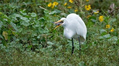 Great egret and a Catfish Lunch!