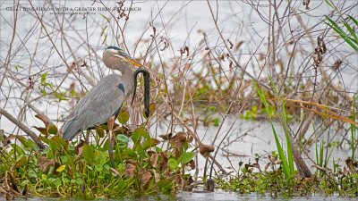 Great Blue Heron with a Greater Siren for Lunch