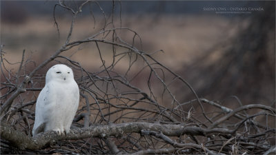 Snowy Owl on a Brush Pile