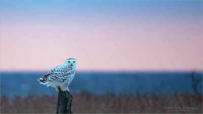 Snow Owl at Sunrise