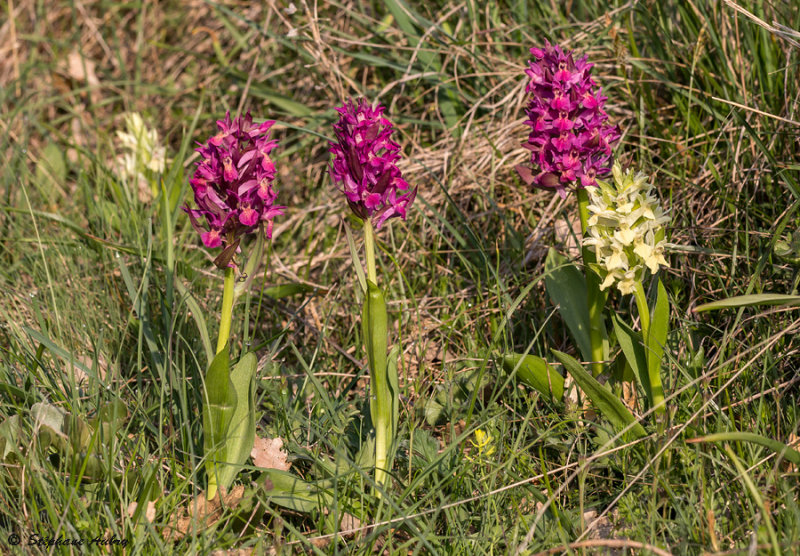 Dactylorhiza sambucina f. rubra / f. sambucina