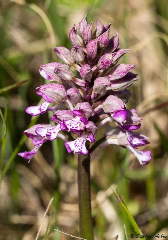 Orchis militaris x O. purpurea