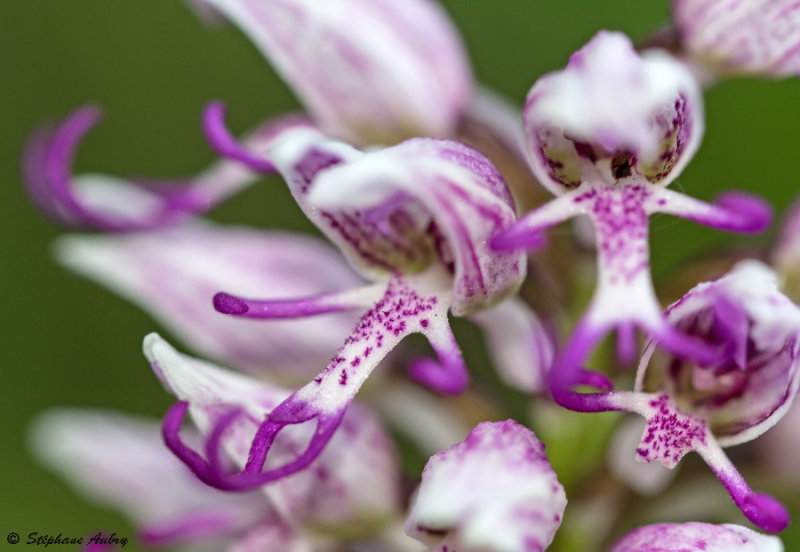 Orchis simia