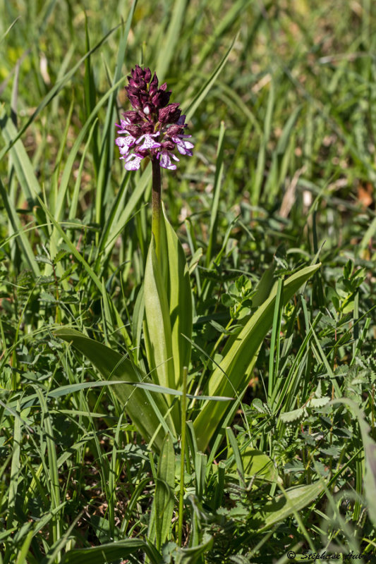 Orchis purpurea