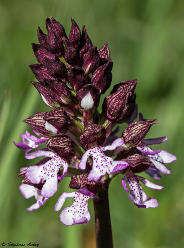 Orchis purpurea