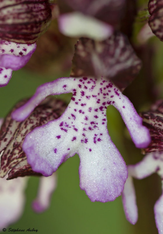Orchis purpurea