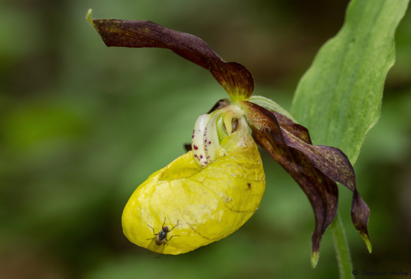 Cypripedium calceolus