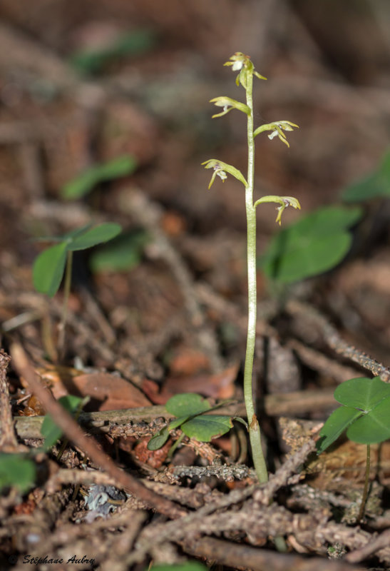 Corallorhiza trifida