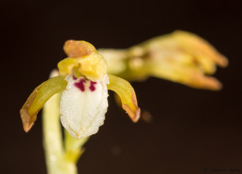 Corallorhiza trifida