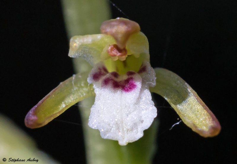 Corallorhiza trifida
