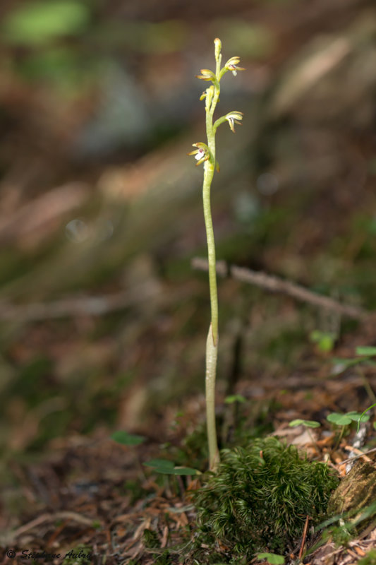 Corallorhiza trifida