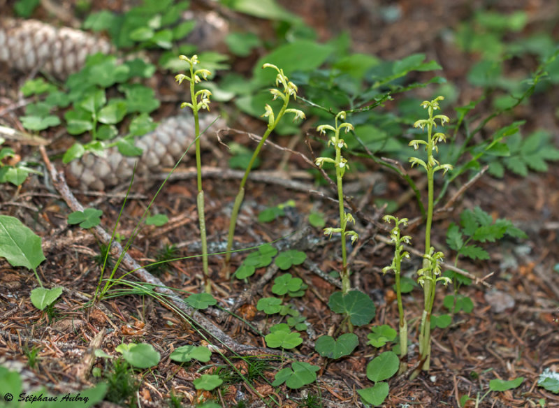 Corallorhiza trifida
