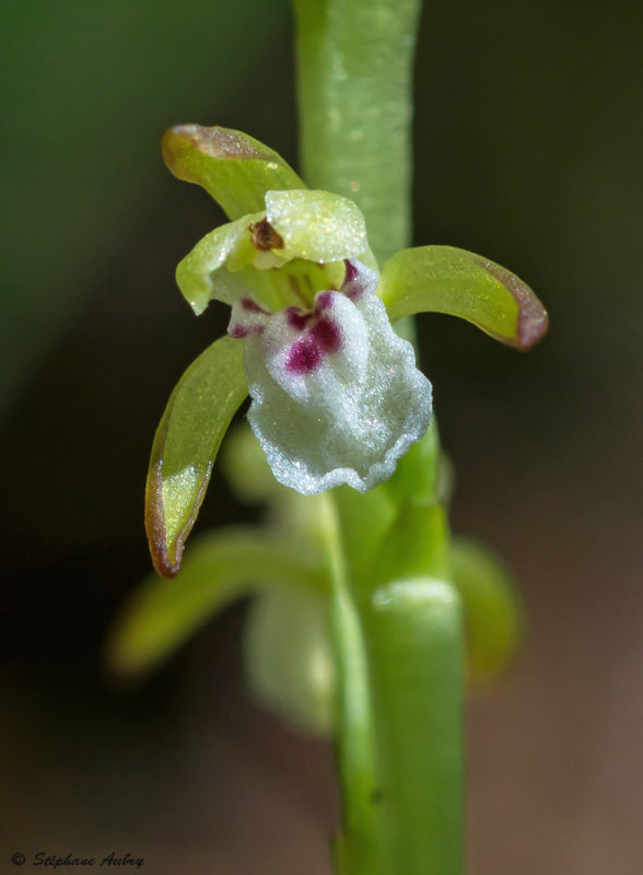Corallorhiza trifida