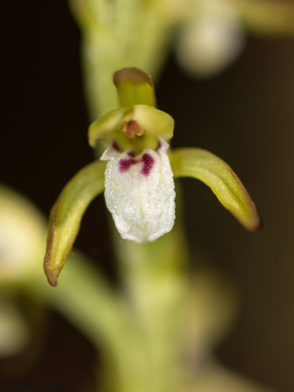 Corallorhiza trifida