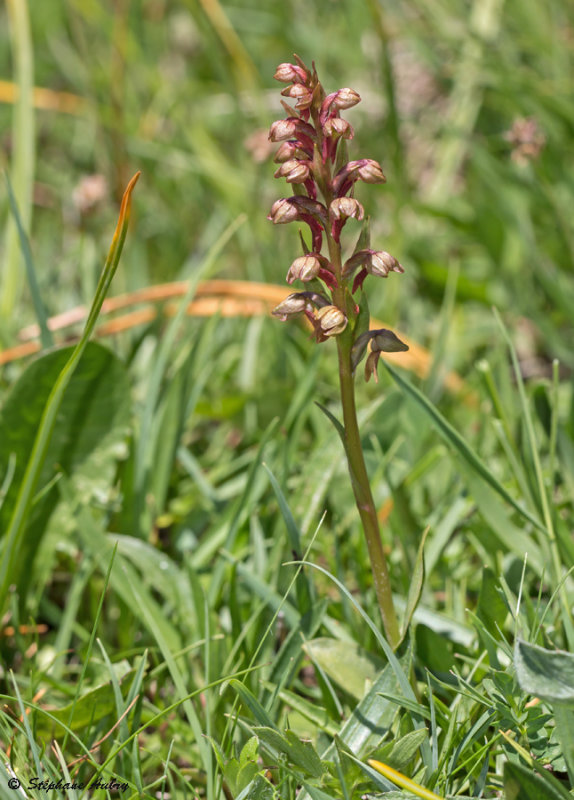 Coeloglossum viride