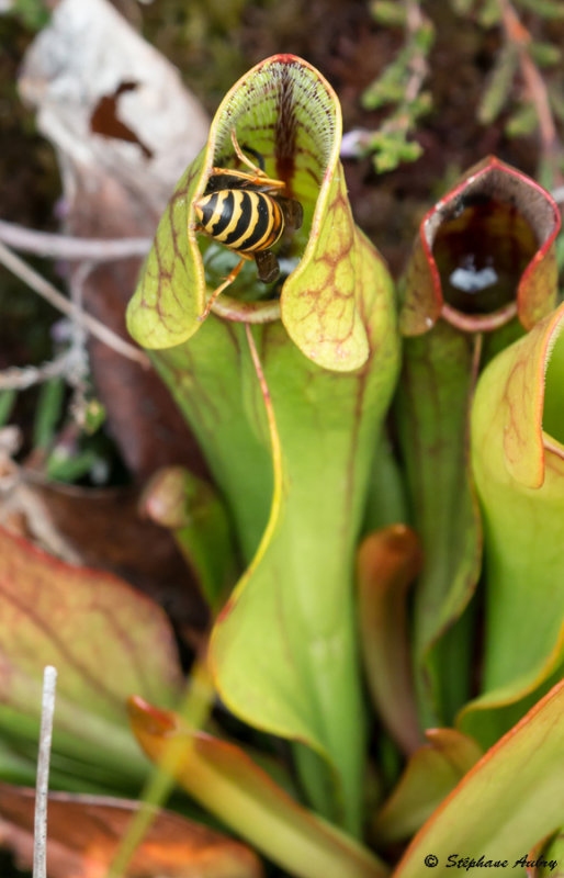 Sarracenia purpurea