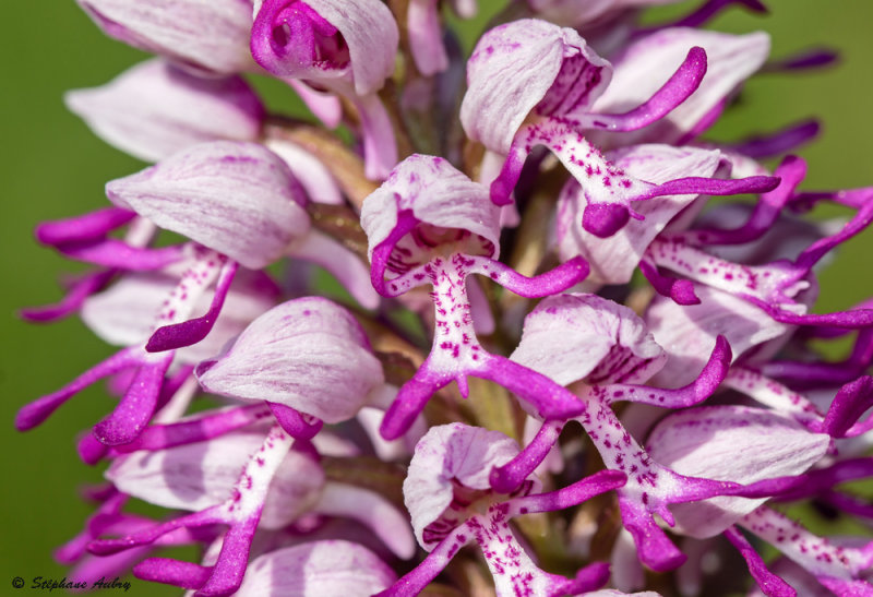 Orchis militaris x O. simia