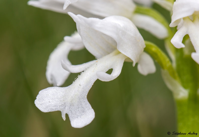 Orchis militaris f. albiflora
