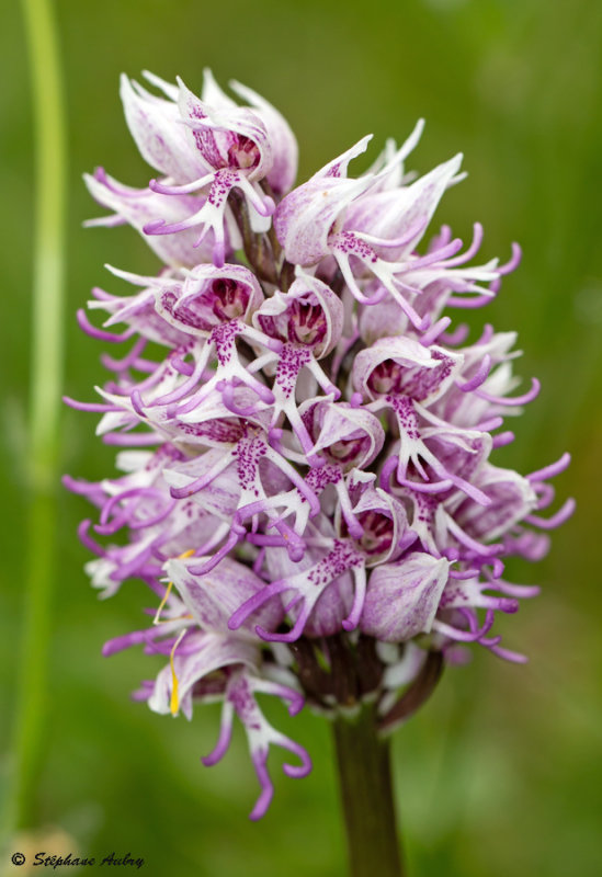 Orchis simia