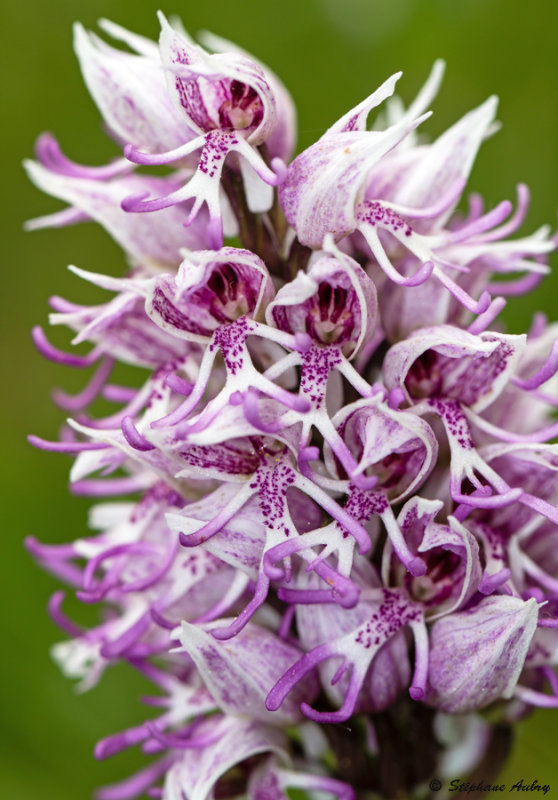 Orchis simia