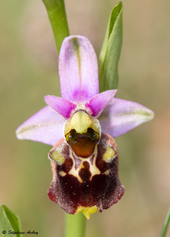 Ophrys fuciflora