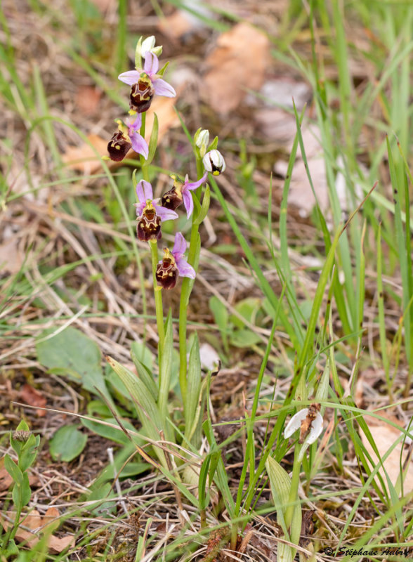 Ophrys fuciflora