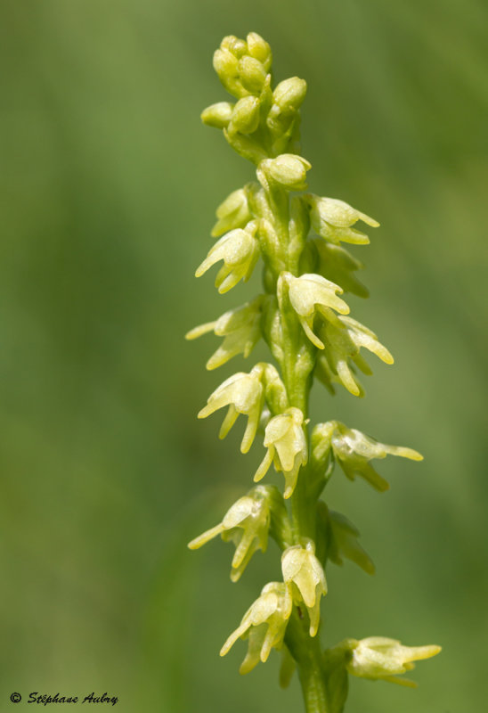 Herminium monorchis