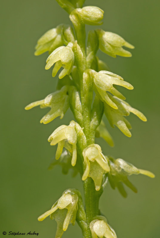 Herminium monorchis