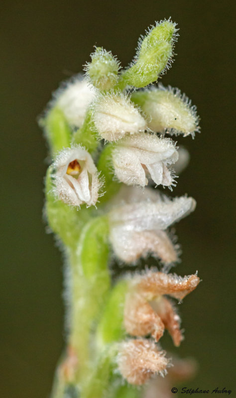 Goodyera repens