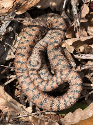 Vipera aspis, 11.03.17