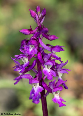 Androrchis mascula