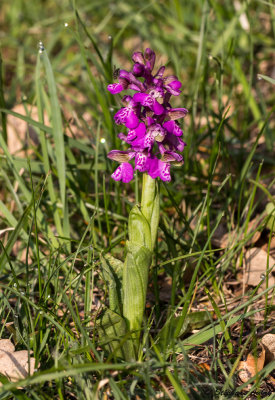 Anacamptis morio