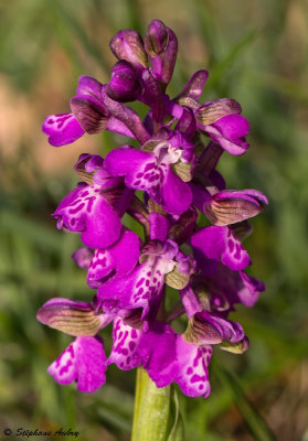 Anacamptis morio