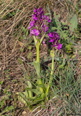 Anacamptis morio