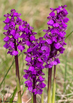 Anacamptis morio