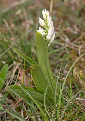 Orchis militaris f. albiflora