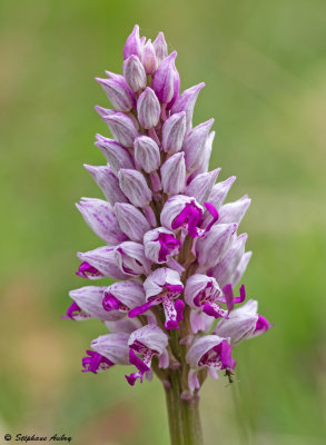 Orchis militaris x O. simia