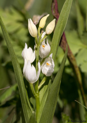 Cephalanthera longifolia