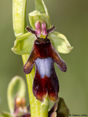 Ophrys insectifera